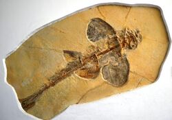 Protospinax annectens, Paläontologisches Museum München.JPG