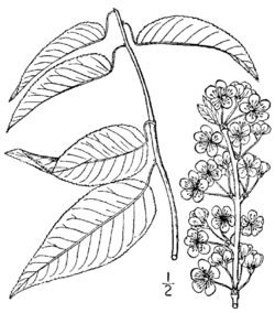 Prunus hortulana BB-1913.png