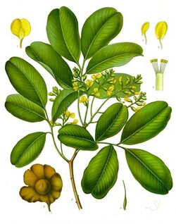 Pterocarpus marsupium - Köhler–s Medizinal-Pflanzen-252.jpg