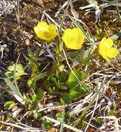 Ranunculus sulphureus (Longyearbyen).JPG