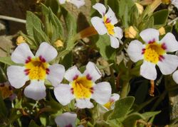 Rock Mimulus.jpg