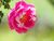 Rose, rosa spinosissima andrewsii, バラ, ロサ・スピノシッシマ・アンドレウシー, (17503357366).jpg