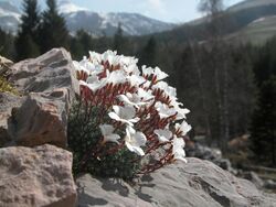 Saxifraga burseriana L.JPG