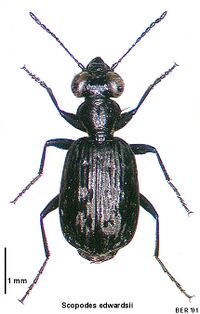 Scopodes edwardsii.jpg