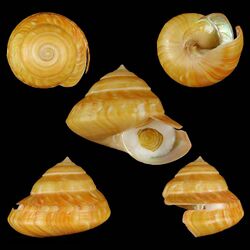 Seashell Bayerotrochus philpoppei.jpg