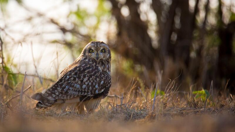 File:Short Eared Owl in its habitat.jpg