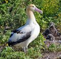 Short tailed Albatross1.jpg