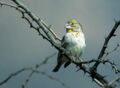 Sicalis taczanowskii - Sulphur-throated Finch - male.jpg