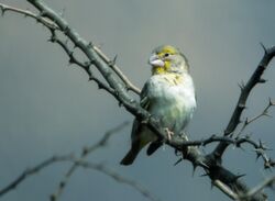 Sicalis taczanowskii - Sulphur-throated Finch - male.jpg