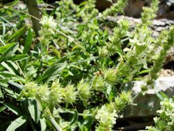 Sideritis hyssopifolia (BG Wroclaw)-2.JPG