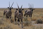 Spiessbock-Etosha-01.jpg