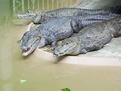 St Louis zoo spectacled caimans.jpg
