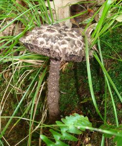 Strobilomyces floccopus 89374.jpg