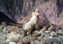 Stuffed Arabian Tahr.jpg