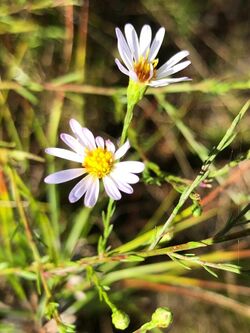 Symphyotrichum dumosum 105952922.jpg