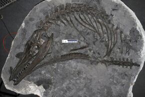 Well preserved fossilized skeleton of a Mosasaurus missouriensis