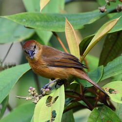 Tachyphonus cristatus - Flame-crested Tanager (female) 01.JPG