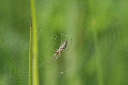 Tetragnatha.extensa.web.jpg