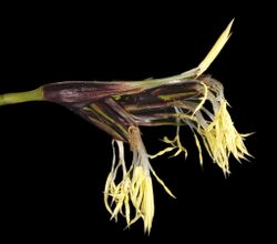 Tetraria octandra - Flickr - Kevin Thiele (1).jpg