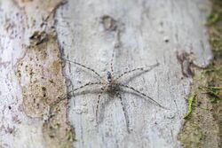 Trechalea sp. - 51850061887.jpg