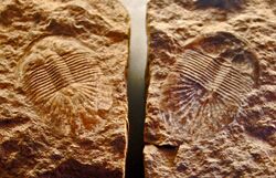 Trilobites - Planiscutellum planum.JPG