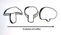 Truffle Evolution.jpg