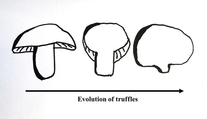 File:Truffle Evolution.jpg