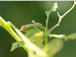 Zalissa catocalina larva1.jpg