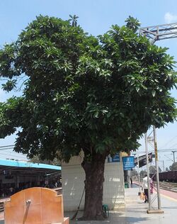 (Morinda tinctoria) Indian mulberry tree.jpg