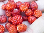 A handful of small wild strawberries