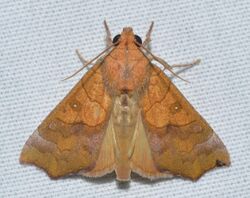 - 8545 – Anomis erosa – Yellow Scallop Moth (23082723511).jpg