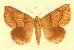 12-Dysgonia pudica (Möschler, 1887 (Ophisma).JPG