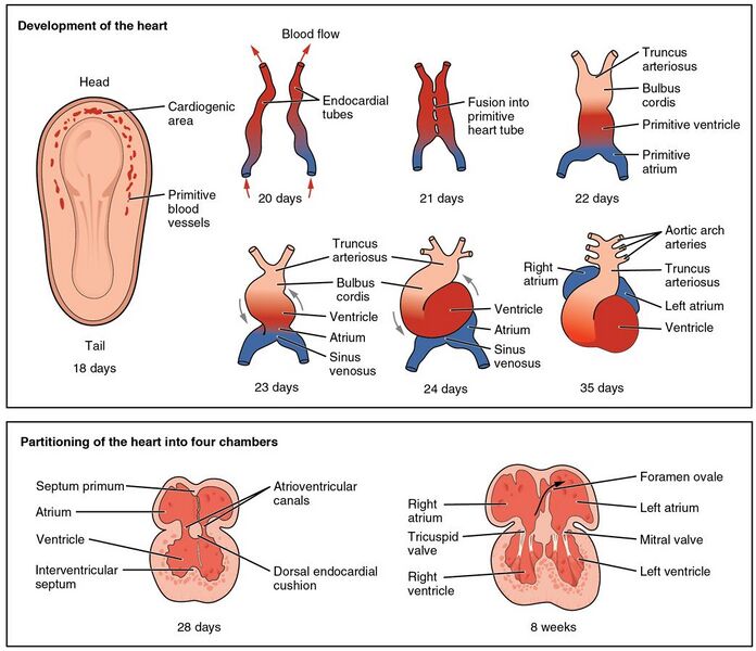 File:2037 Embryonic Development of Heart.jpg