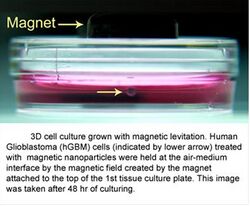 3D Cell Culturing by Magnetic Levitation Introduction Picture.jpg