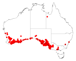 Acacia cupularisDistMap242.png