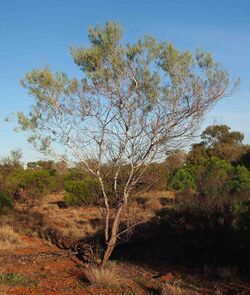 Acacia murryana tree.jpg