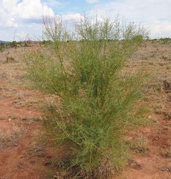 Acacia victoriae.jpg