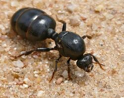 African Thief Ant (Carebara vidua) wingless queen ... (33467431542), crop.jpg