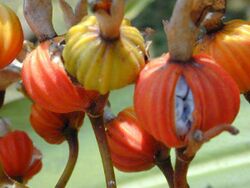 Alpinia zerumbet pods.jpg