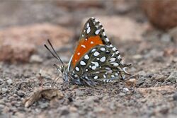 Argyraspodes argyraspis (Warrior silver-spotted copper) (4809038513).jpg