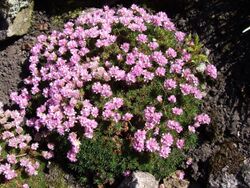 Armeria juniperifolia a1.jpg