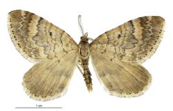 Asaphodes dionysias male.jpg