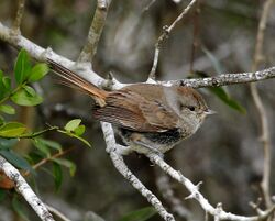 Asthenes baeri - Short-billed canastero.jpg