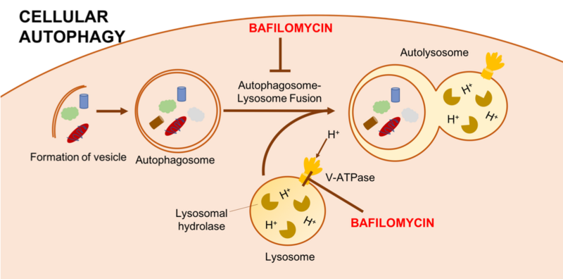 File:Autophagy bafilomycin.png