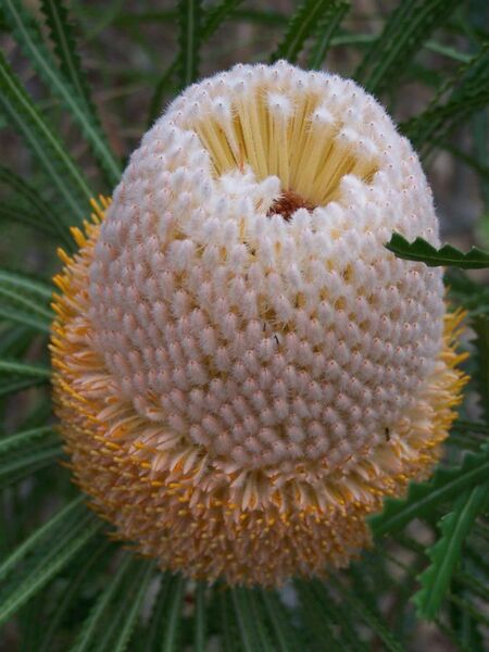 File:Banksia hookeriana 01 gnangarra.jpg