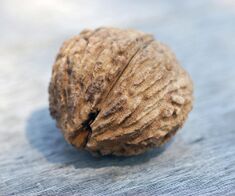 Black Walnut Juglans nigra Nut 2400px.jpg