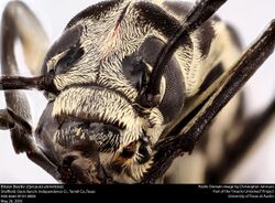 Blister Beetle (Epicauta atrivittata) (23598516942).jpg