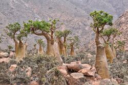 Bottle Trees, Socotra Island (9888518324).jpg