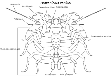 Brittaniclus rankini.svg