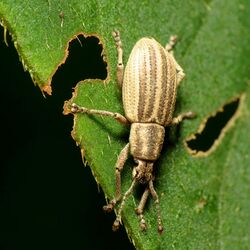 Broad-nosed Weevil - Flickr - treegrow (1).jpg